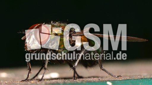 Schmeißfliege (8).jpg